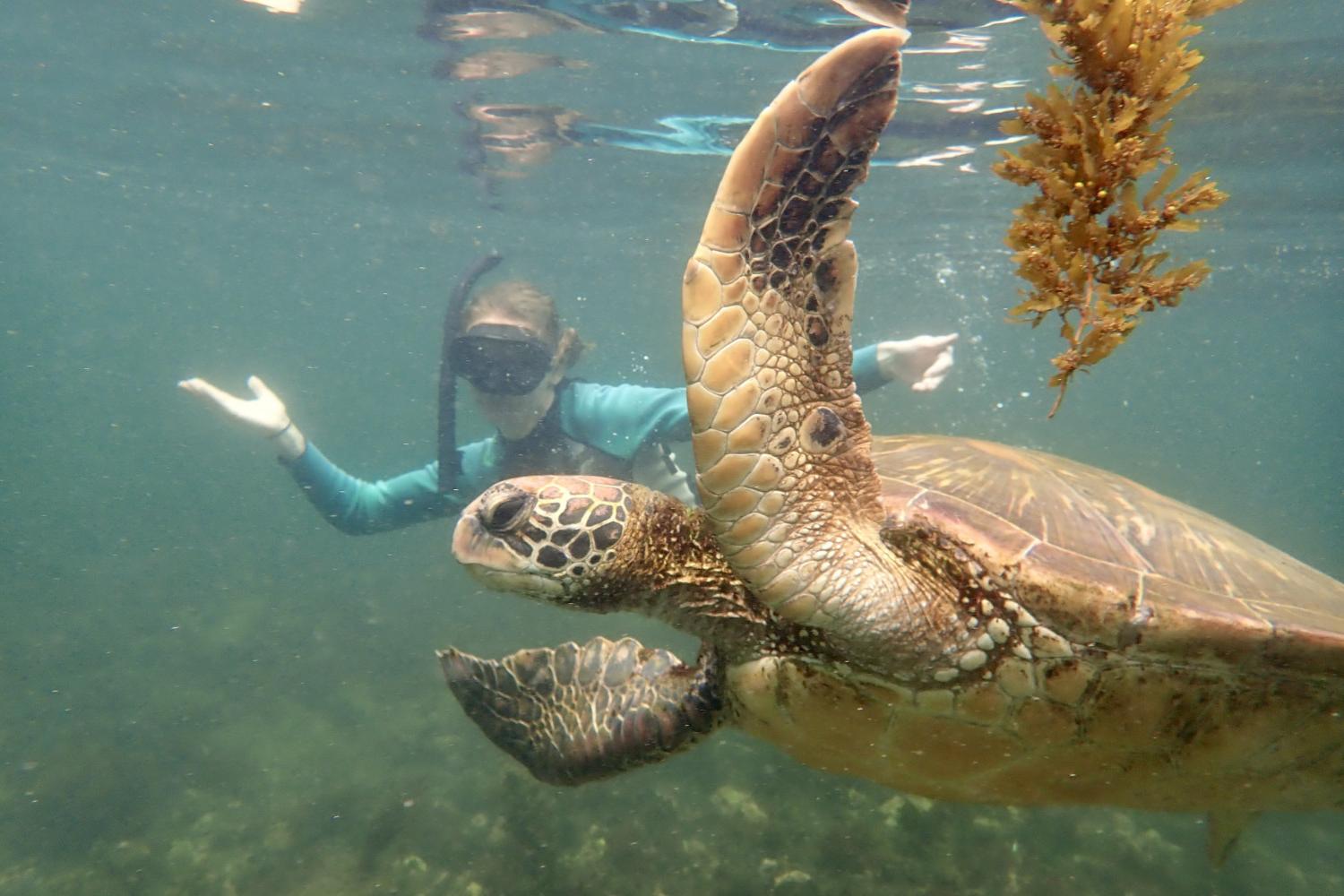 一名<a href='http://o3e.anasaziadventure.com'>全球十大赌钱排行app</a>学生在Galápagos群岛游学途中与一只巨龟游泳.